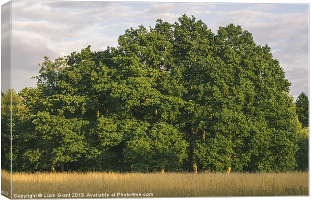 Oak trees and wild grass meadow at sunset. Canvas Print by Liam Grant