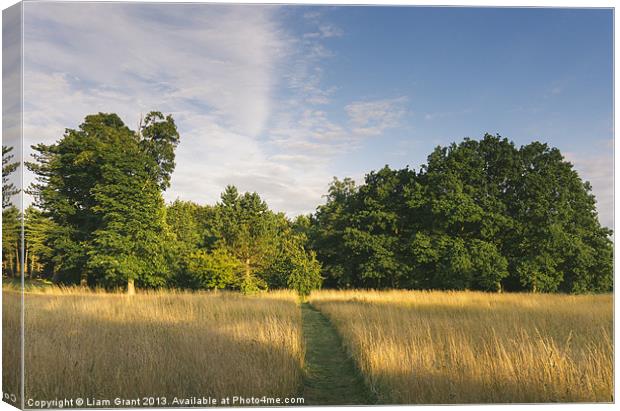 Oak trees and wild grass meadow at sunset. Canvas Print by Liam Grant