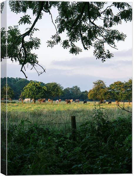 Late evening, cattle grazing on rural farmland. Canvas Print by Liam Grant