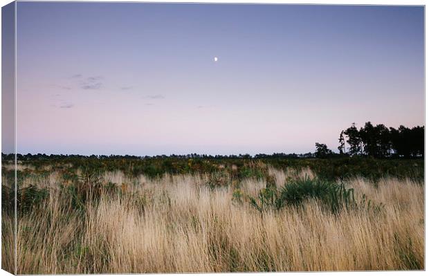 Moon and twilight sky over open area of felled for Canvas Print by Liam Grant