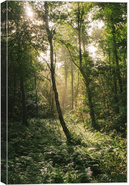 Morning sunlight through misty deciduous woodland. Canvas Print by Liam Grant