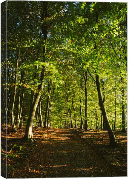 Track through autumnal Beech tree woodland. Canvas Print by Liam Grant