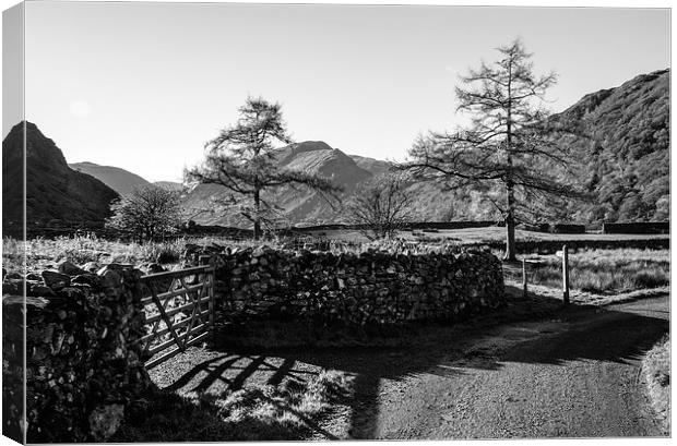 Larch trees and remote road to Thorneythwaite Farm Canvas Print by Liam Grant