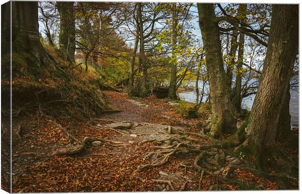 Exposed tree roots on Ullswater near Pooley Bridge Canvas Print by Liam Grant