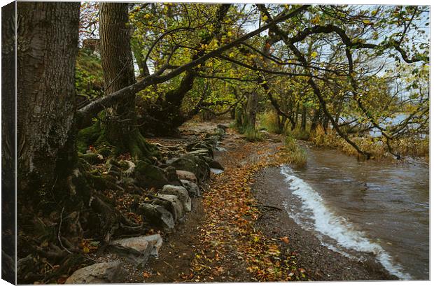 Exposed tree roots and waves on Ullswater near Poo Canvas Print by Liam Grant