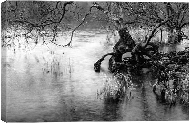 Exposed tree roots on the shore of Coniston Water. Canvas Print by Liam Grant