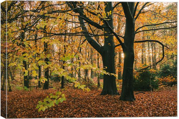 Sunlight through woodland of Autumnal Beech trees. Canvas Print by Liam Grant