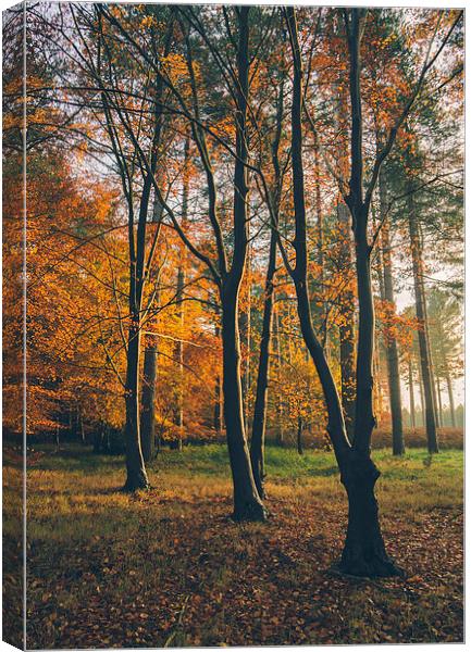 Sunlight through woodland of Autumnal Beech trees. Canvas Print by Liam Grant