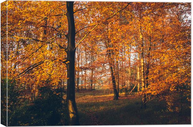 Sunlight through woodland of Autumnal Beech trees. Canvas Print by Liam Grant