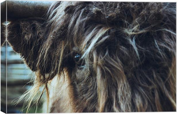 Closeup of Highland cattle. Canvas Print by Liam Grant