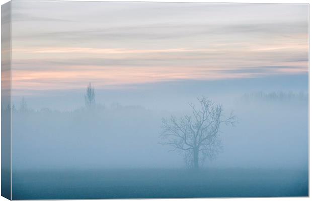 Evening sky and rural tree though fog. Canvas Print by Liam Grant