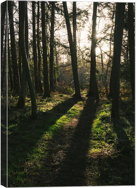 Sunlight casting shadows through woodland. Canvas Print by Liam Grant