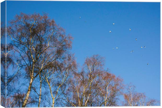 Winter Birch trees and gulls flying against a blue Canvas Print by Liam Grant