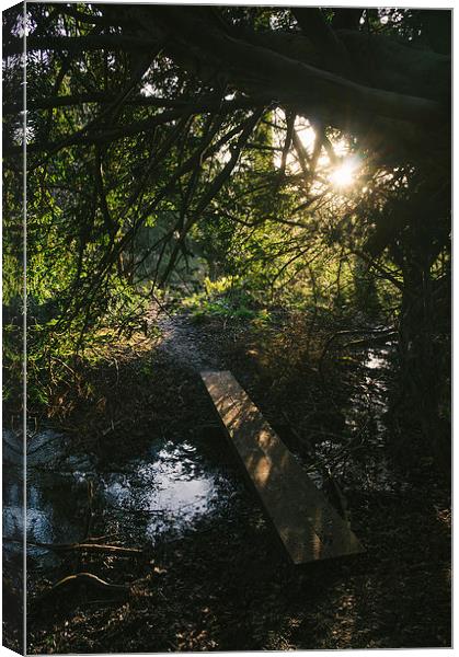 Sunlight and footbridge below a Yew tree. Canvas Print by Liam Grant