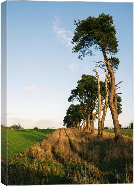 Sunlit Pine trees line a green field below blue sk Canvas Print by Liam Grant