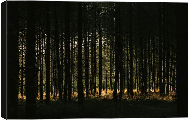 Sunlight through dense Pine tree forest. Canvas Print by Liam Grant