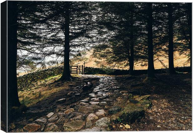 Stone path in woodland at Blea Tarn. Canvas Print by Liam Grant