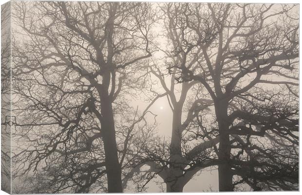 Early morning sun and trees in fog. Canvas Print by Liam Grant