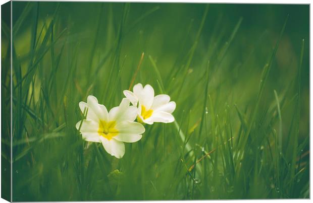 Wild Primrose flowers among grass. Canvas Print by Liam Grant