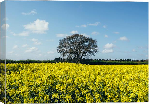 Field of Rapeseed (Canola) and tree against a sunl Canvas Print by Liam Grant