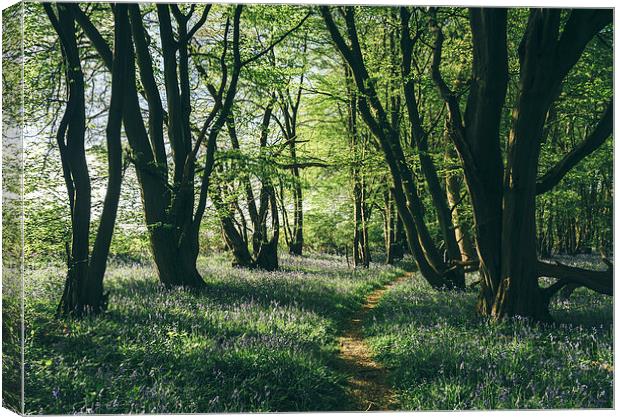 Path through Bluebells growing wild in natural woo Canvas Print by Liam Grant