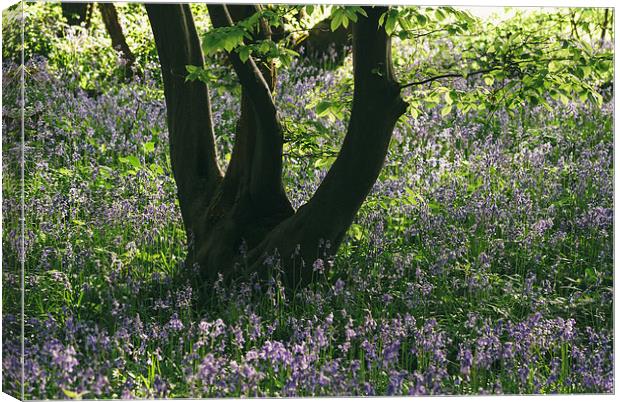Wild Bluebells in ancient woodland. Canvas Print by Liam Grant