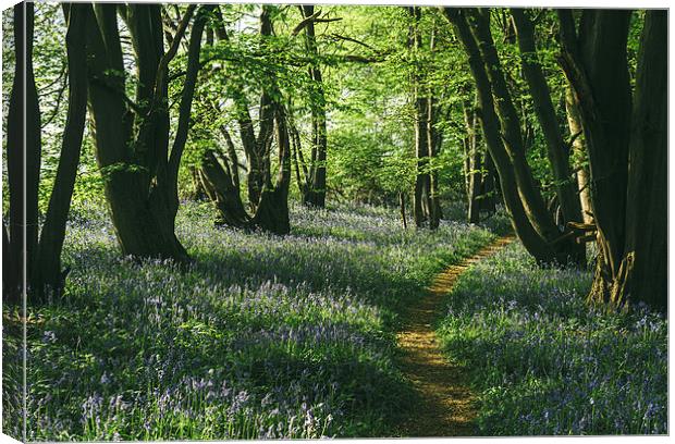 Path through wild Bluebells in ancient woodland. Canvas Print by Liam Grant