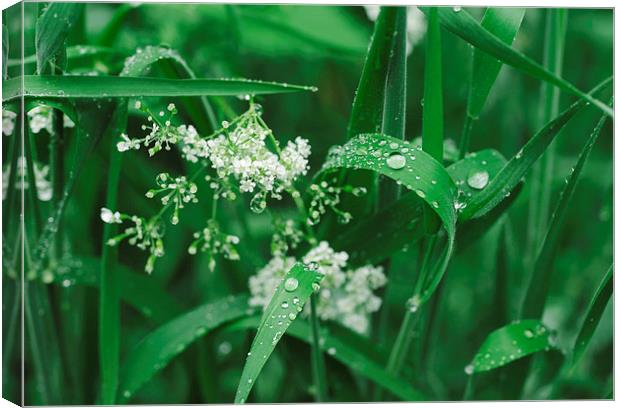 Wild Ground-elder flowers among dew covered grass. Canvas Print by Liam Grant