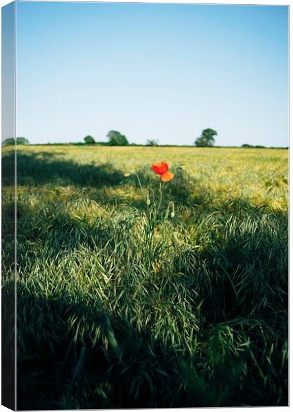 Lone Poppy in a field of Barley. Canvas Print by Liam Grant