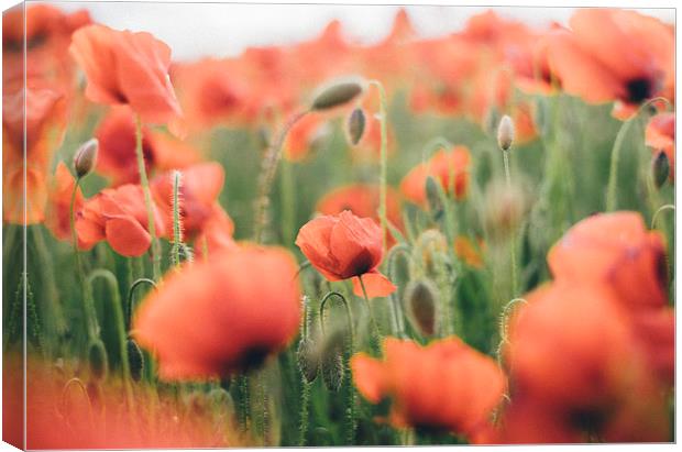 Poppies growing wild. Canvas Print by Liam Grant
