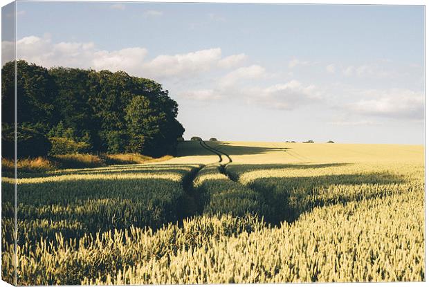 Track through wheat field. Canvas Print by Liam Grant