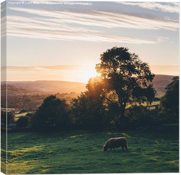 Highland cattle grazing on hillside above Chapel-e Canvas Print by Liam Grant