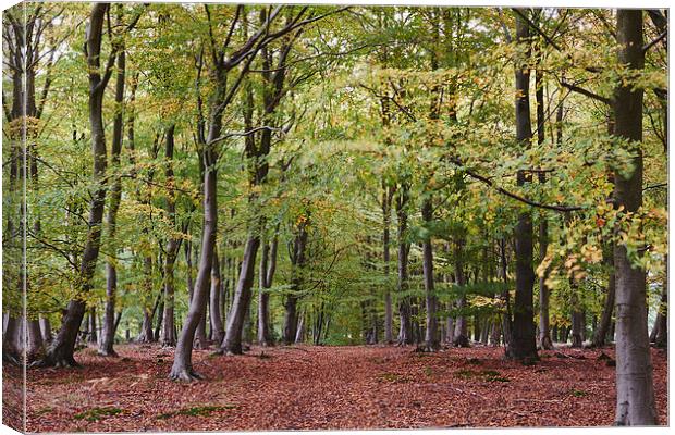 Autumnal woodland of Beech trees blowing in the wi Canvas Print by Liam Grant