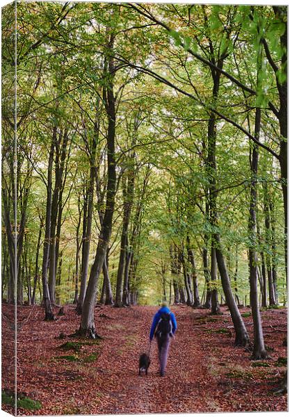 Male walking his dog through autumnal woodland. No Canvas Print by Liam Grant