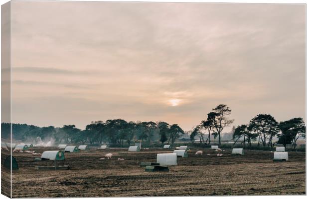 Burning old straw bedding on a pig farm at sunset. Canvas Print by Liam Grant