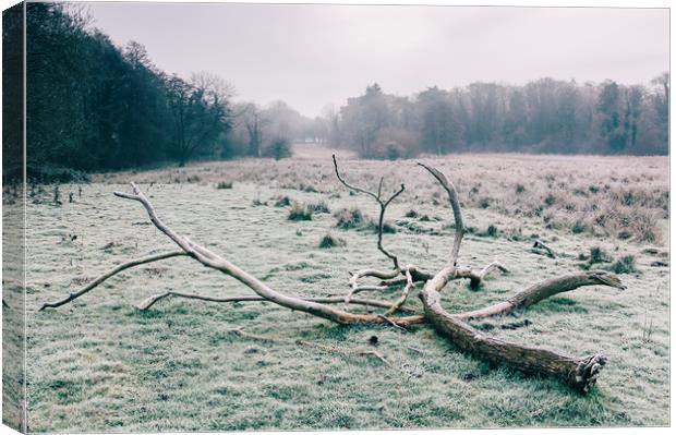 Tree in a rural field covered in frost. Norfolk, U Canvas Print by Liam Grant