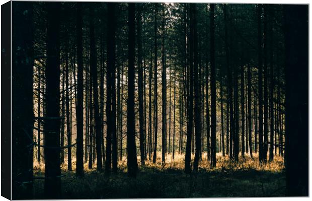 Sunlight through a dense forest. Norfolk, UK. Canvas Print by Liam Grant