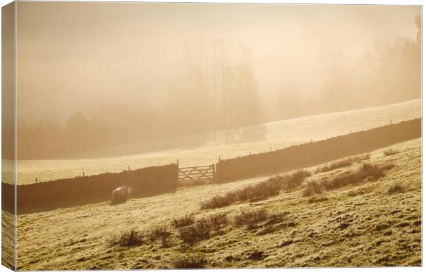 Sheep in fog at sunrise. Troutbeck, Cumbria, UK. Canvas Print by Liam Grant