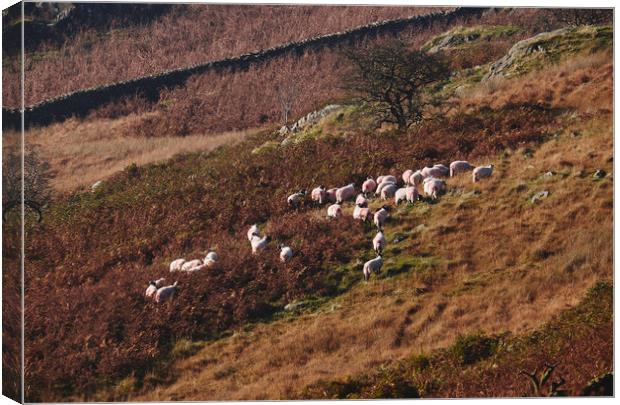 Sheep on the hillside. Kirkstone, Cumbria, UK. Canvas Print by Liam Grant