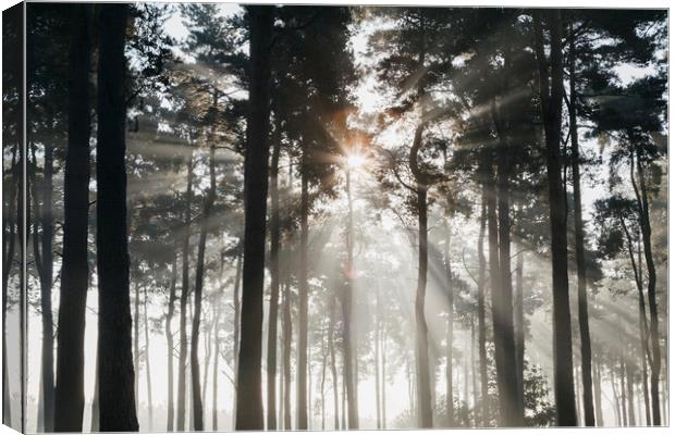 Sunlight burning through mist in a dense woodland. Canvas Print by Liam Grant