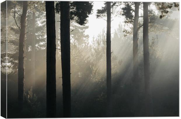 Sunlight burning through mist in a dense woodland. Canvas Print by Liam Grant