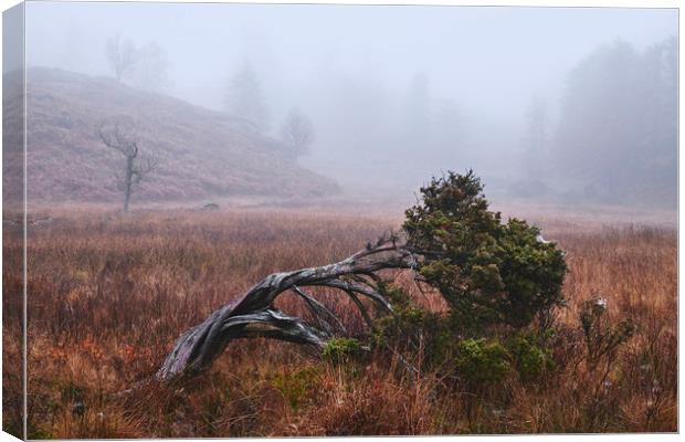 Tree in the fog. Tarn Hows, Cumbria, UK. Canvas Print by Liam Grant