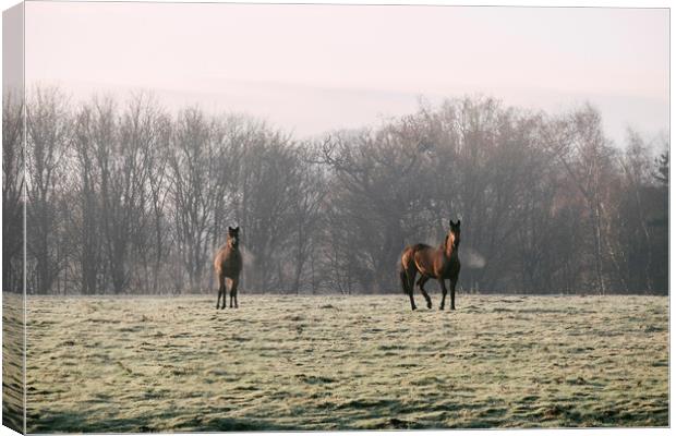 Early morning light on two horses in a frost cover Canvas Print by Liam Grant