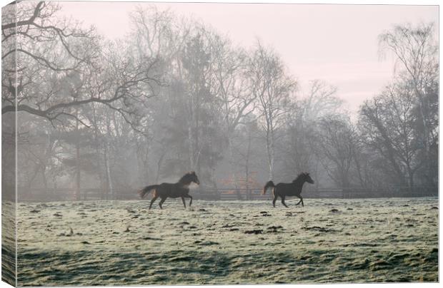Early morning light on two horses in a frost cover Canvas Print by Liam Grant