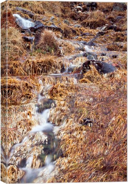 Mountain stream and orange grass in Autumn. Cumbri Canvas Print by Liam Grant