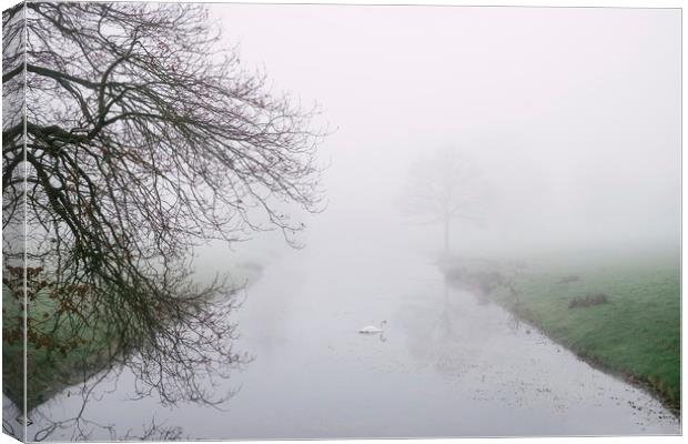 Swan on a river in fog. Norfolk, UK. Canvas Print by Liam Grant