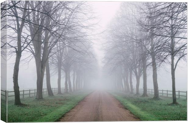 Avenue of trees beside a country road in fog. Norf Canvas Print by Liam Grant