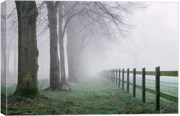 Fence beside an avenue of trees in fog. Norfolk, U Canvas Print by Liam Grant