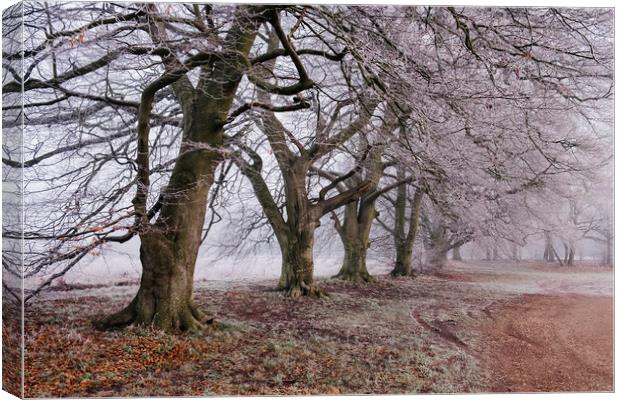 Trees and fog on a frosty morning. Santon Downham, Canvas Print by Liam Grant