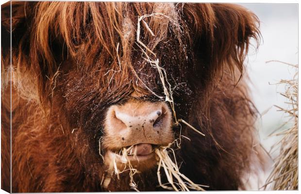 Highland cow feeding on straw on a frosty winters  Canvas Print by Liam Grant